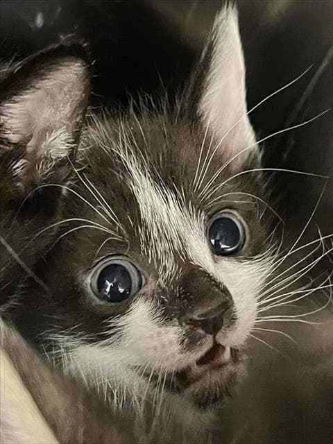 Eagle - Domestic Short Hair