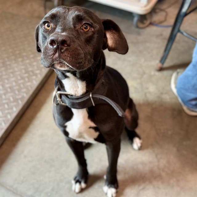 Boston - Labrador Retriever