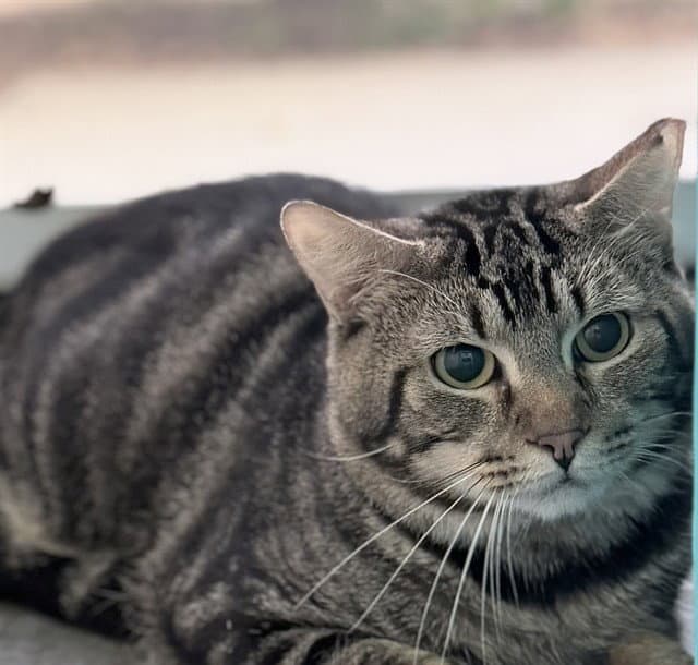 Bramble - Domestic Short Hair