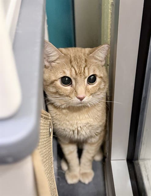 Baby Terry - Domestic Short Hair