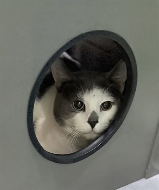 Acorn - Domestic Short Hair