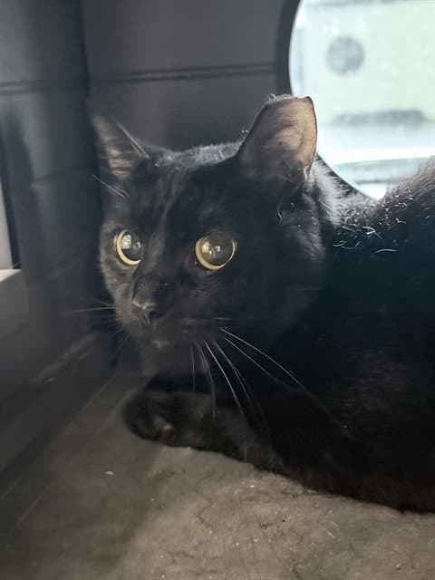 Briar - Domestic Short Hair
