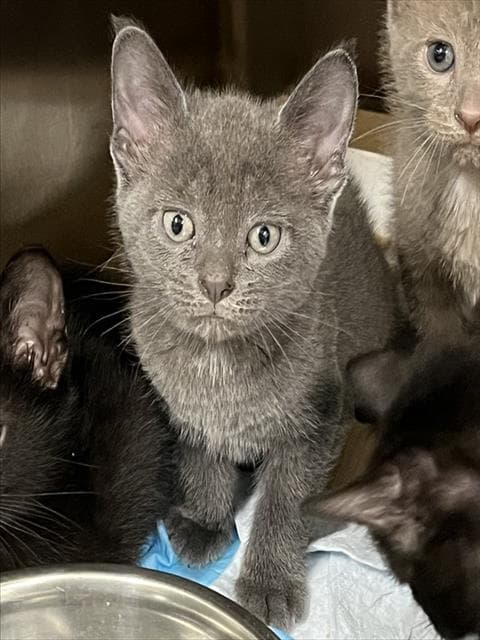 Unknown - Domestic Short Hair