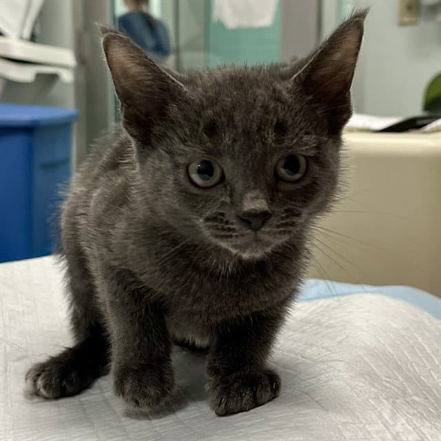 Unknown - Domestic Short Hair