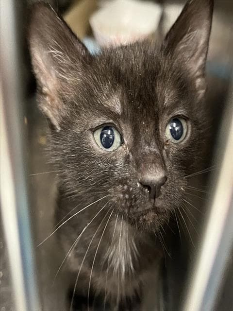 Unknown - Domestic Short Hair