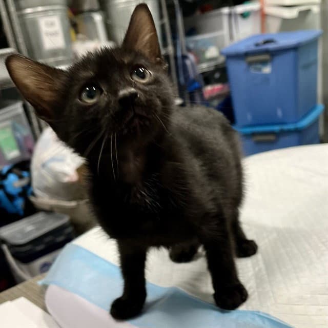 Unknown - Domestic Short Hair