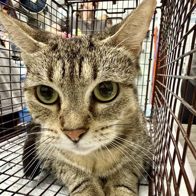 Unknown - Domestic Short Hair