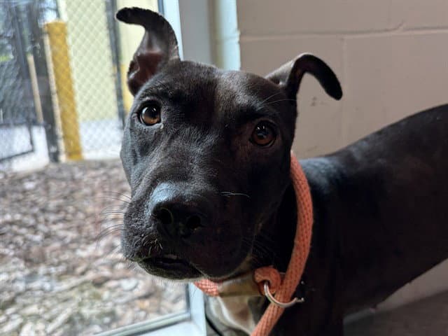 Plymouth - Staffordshire Bull Terrier