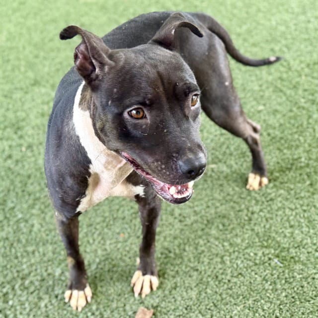 Plymouth - Staffordshire Bull Terrier