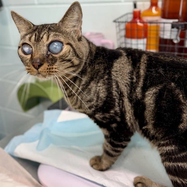 Rushmore - Domestic Short Hair