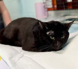 Shiloh image 1