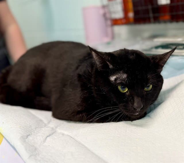 Shiloh - Domestic Short Hair