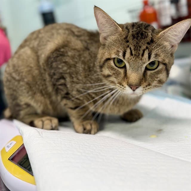 Patrol - Domestic Short Hair