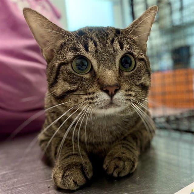 Trooper - Domestic Short Hair