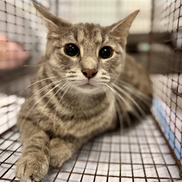 Bambi - Domestic Short Hair