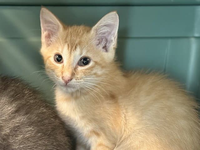 Ron As In Weasley - Domestic Short Hair