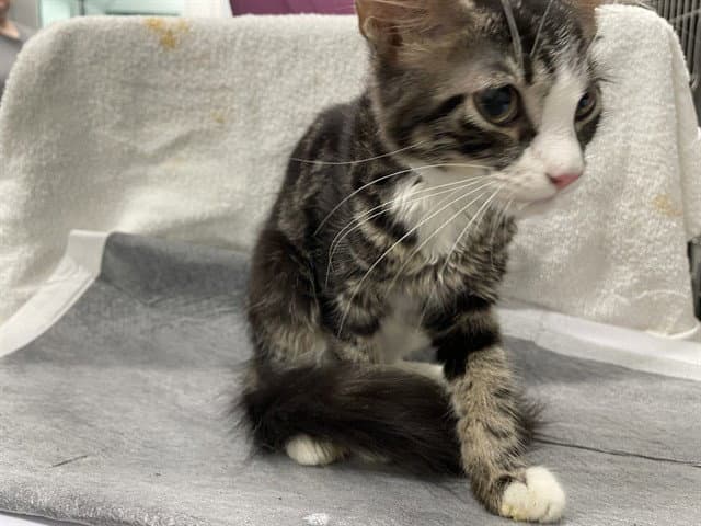 Cara - Domestic Short Hair