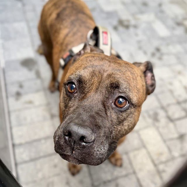 Mr Shelby - Boxer