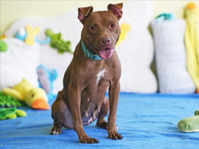 Beverly - American Pit Bull Terrier