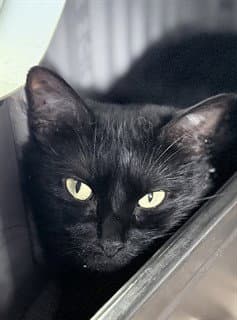 Norma - Domestic Short Hair