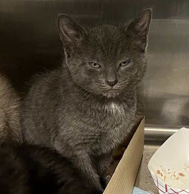 Neil - Domestic Short Hair