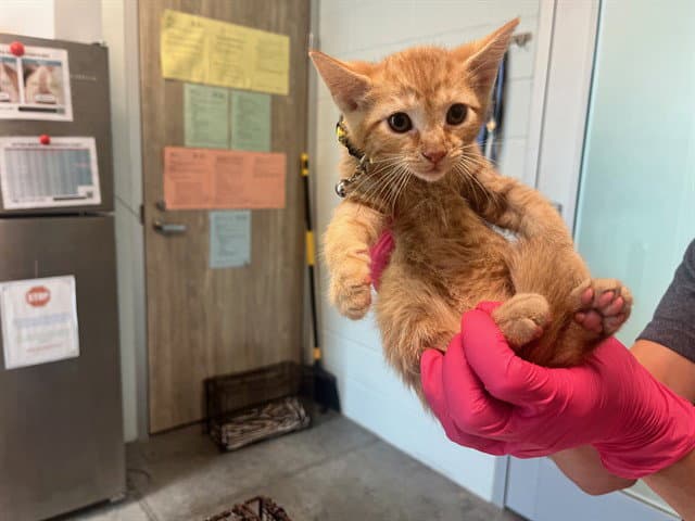 Canyon - Domestic Short Hair