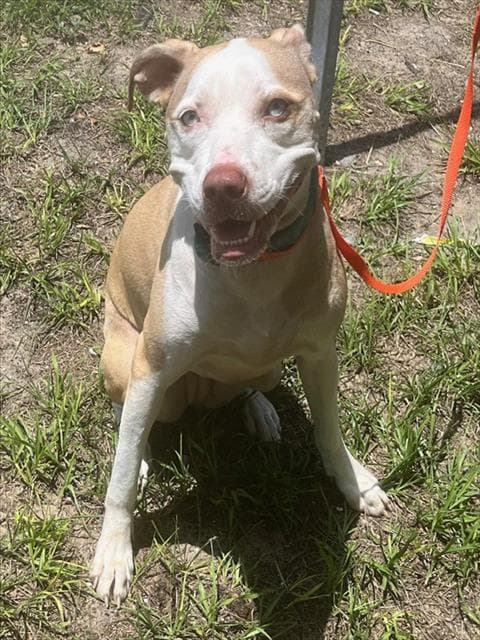 Chili - Catahoula Leopard Dog