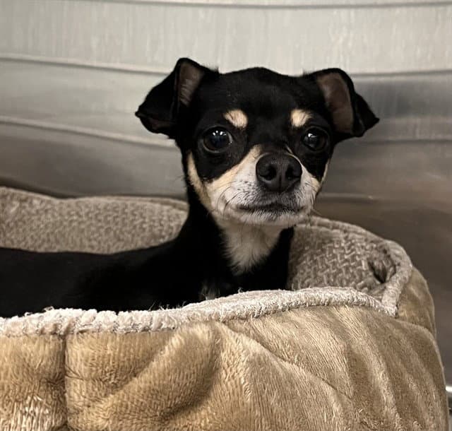 Sybil - Miniature Pinscher