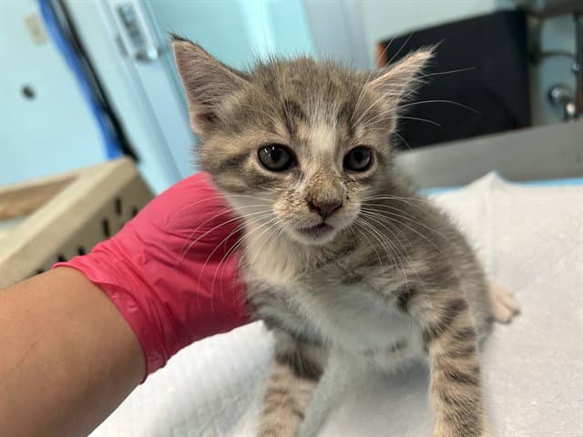 Buddy - Domestic Short Hair