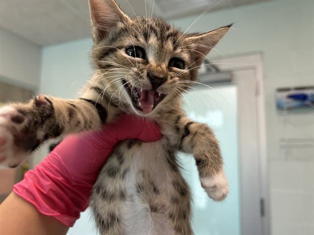 Rudy - Domestic Short Hair