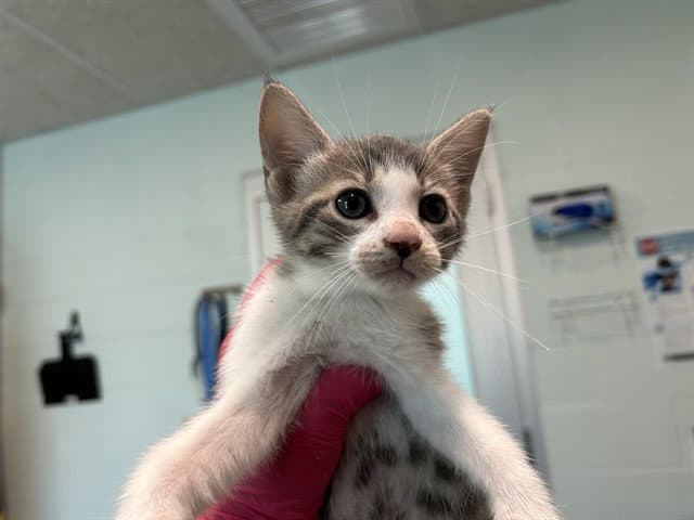 Eva - Domestic Short Hair