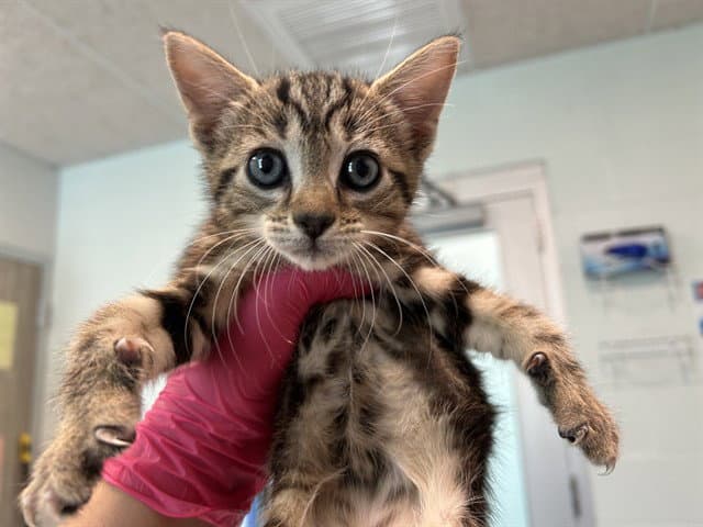 Squeak - Domestic Short Hair