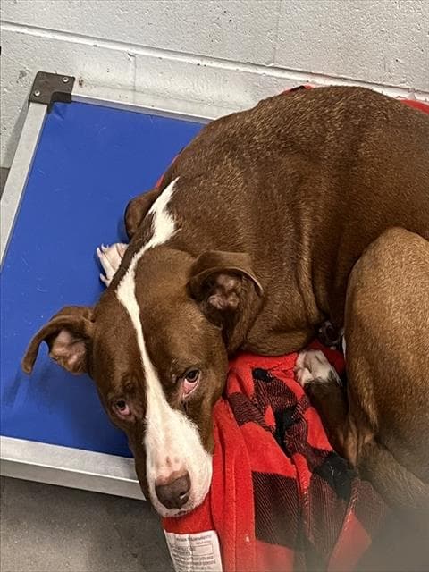 Hank - American Pit Bull Terrier