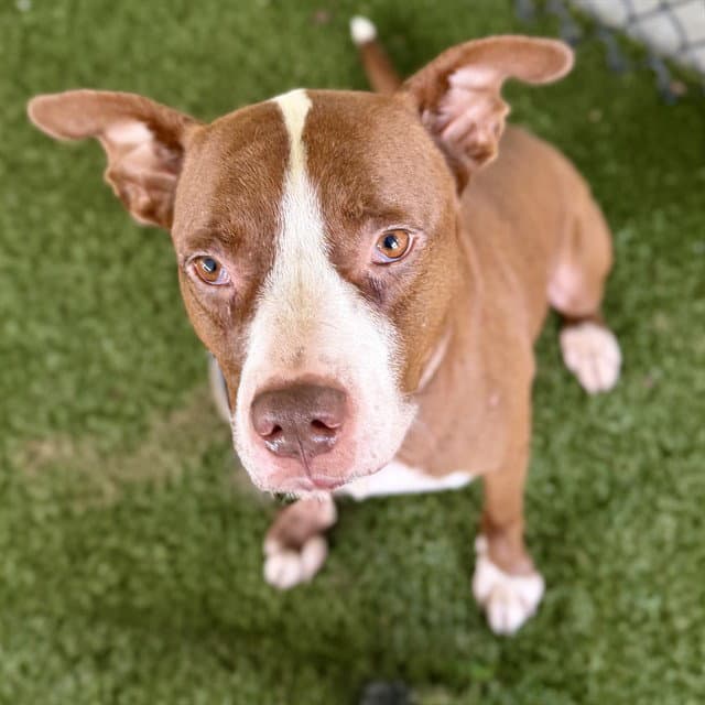 Hank - American Pit Bull Terrier