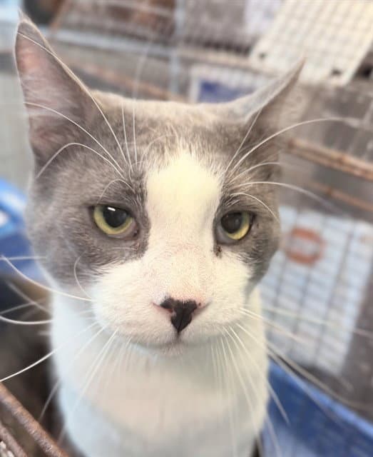 Greece - Domestic Short Hair