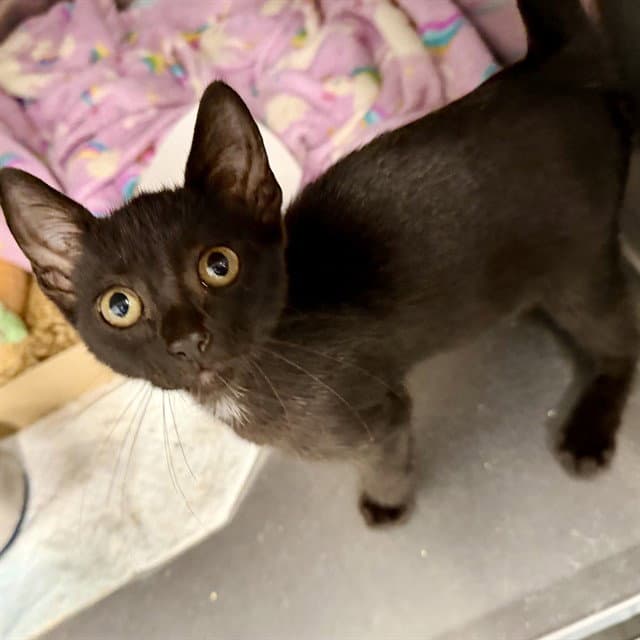 Muffin - Domestic Short Hair