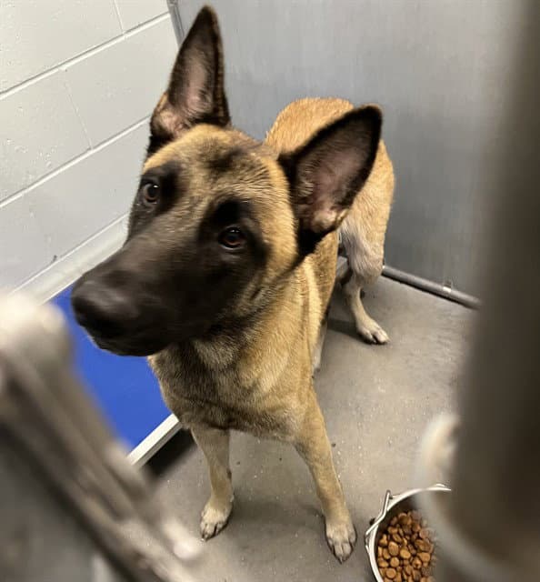 Junie B - Belgian Shepherd Malinois