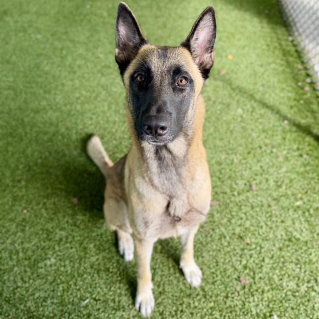 Junie B - Belgian Shepherd Malinois