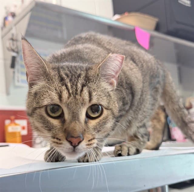 Saturn - Domestic Short Hair