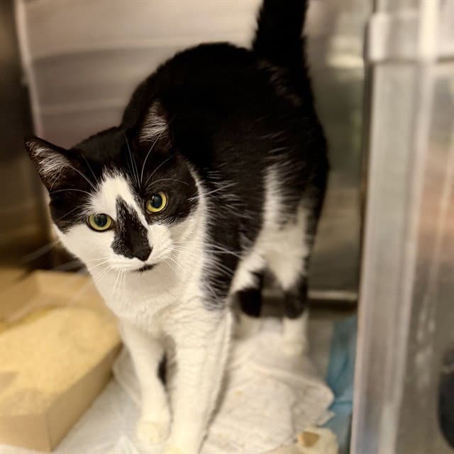 Pixie - Domestic Short Hair
