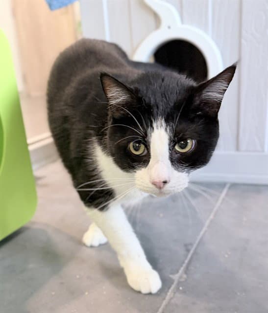 Dash - Domestic Short Hair