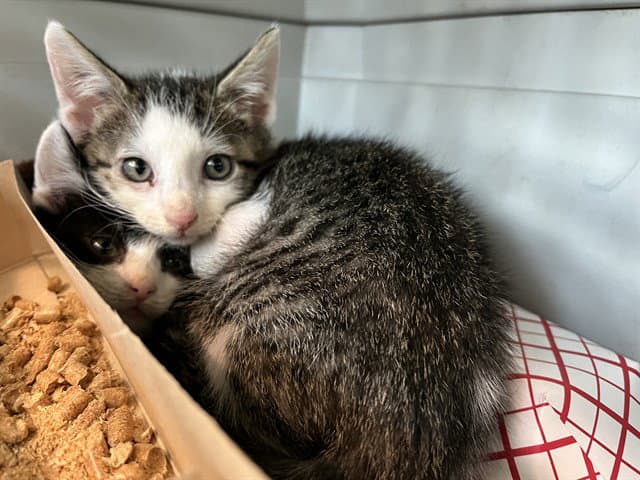 Unknown - Domestic Short Hair