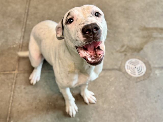 Martha - American Pit Bull Terrier