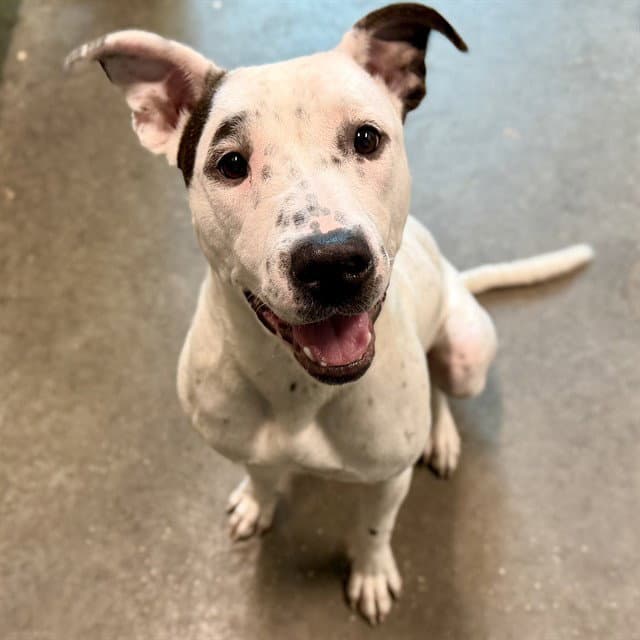 Martha - American Pit Bull Terrier
