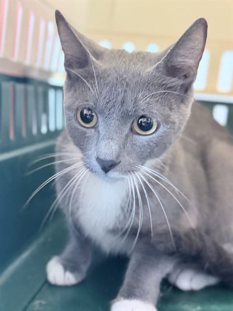 Apple - Domestic Short Hair