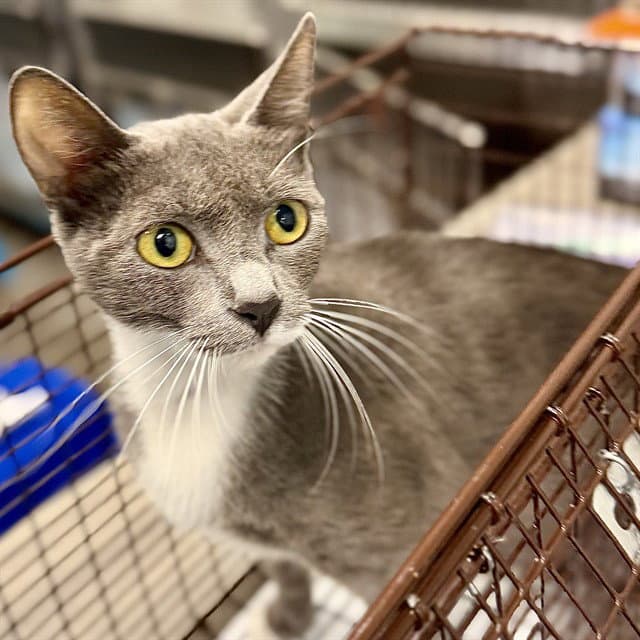 Apple - Domestic Short Hair
