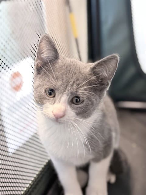 Tardy - Domestic Short Hair