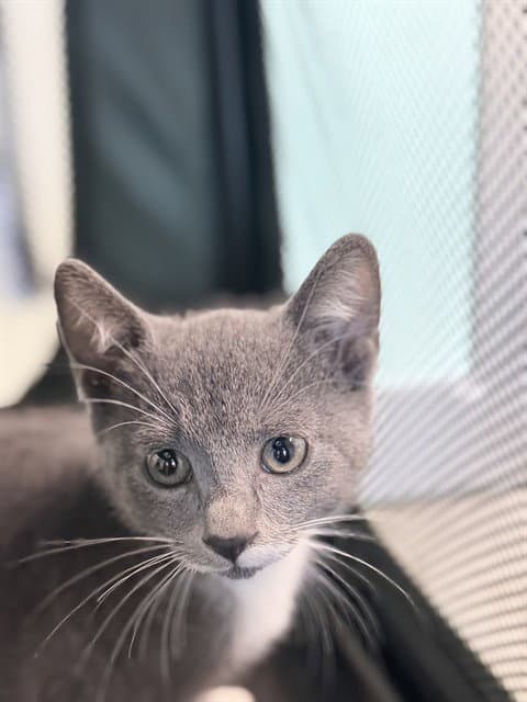 Pop Quiz - Domestic Short Hair