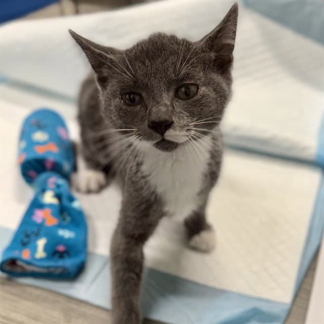Pop Quiz - Domestic Short Hair