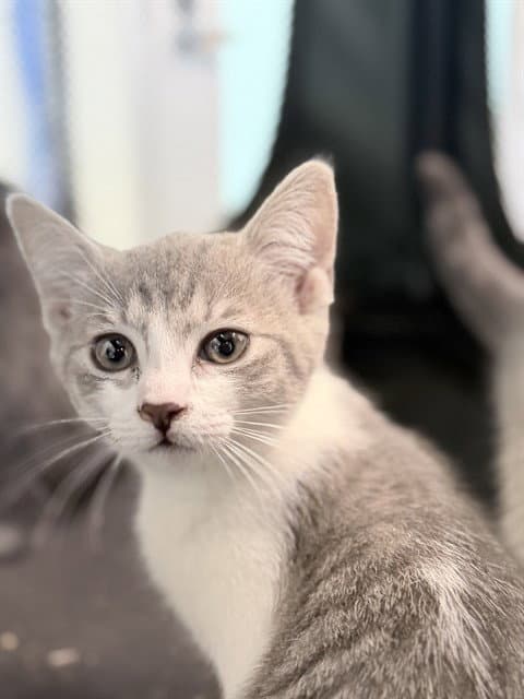 Chalky - Domestic Short Hair